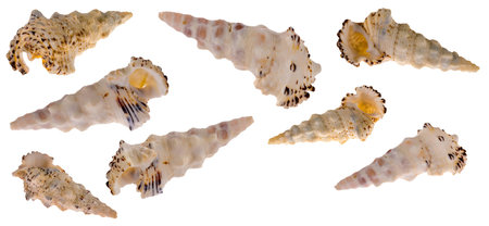 Collection of sea shells for aquarium, isolated on white background