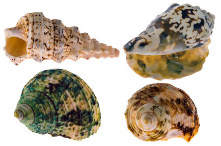 Collection of sea shells for aquarium, isolated on white backgroundの写真素材