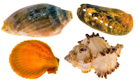 Collection of sea shells for aquarium, isolated on white background