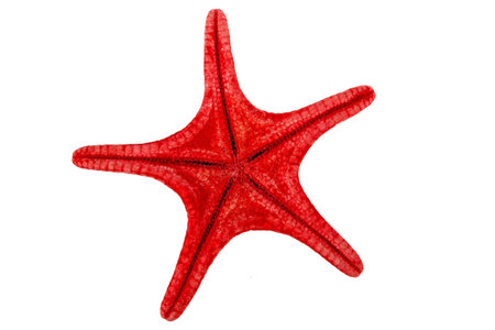 Collection of sea shells for aquarium, isolated on white backgroundの写真素材