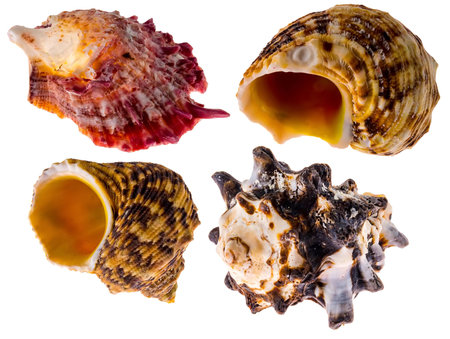 Collection of sea shells for aquarium, isolated on white backgroundの写真素材