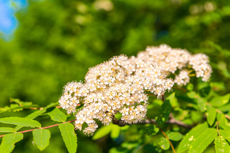 The background of green foliage and treesの写真素材