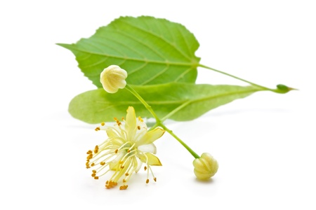 flowers and green leaves of a lindenの写真素材