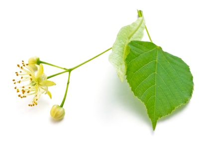 flowers and green leaves of a lindenの写真素材