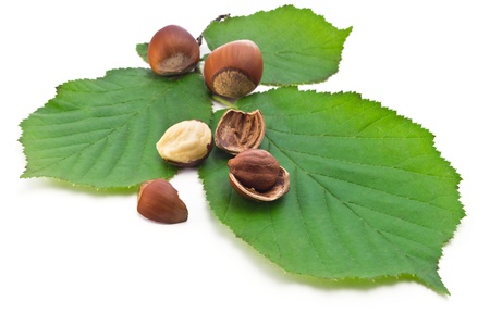 hazelnuts in shell, peeled kernels and leaves of hazelの写真素材