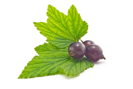 Black currant with leaves on a white backgroundの写真素材