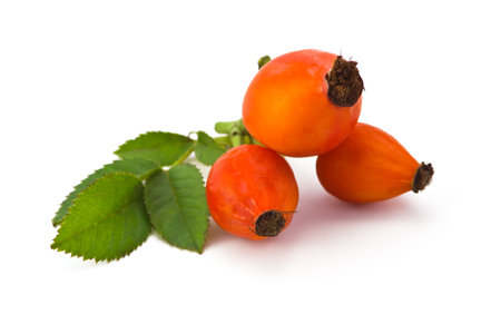 eglantine orange with leaves isolated on white background