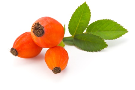 eglantine orange with leaves isolated on white backgroundの写真素材