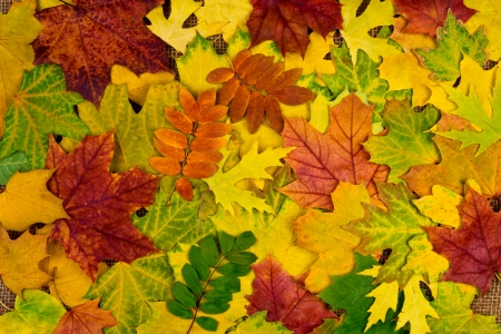 A lot of colorful autumn leaves for backgroundの写真素材