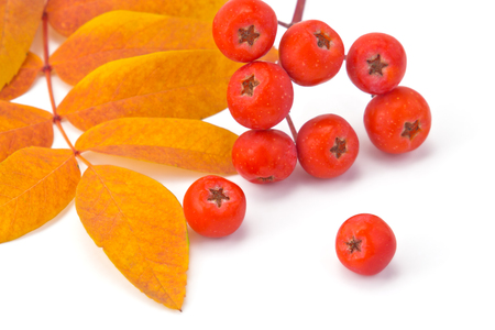 berries rowan and autumn leaves on a white backgroundの写真素材