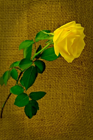 Beautiful yellow rose on a background of rough clothの写真素材