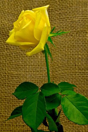 Beautiful yellow rose on a background of rough clothの写真素材