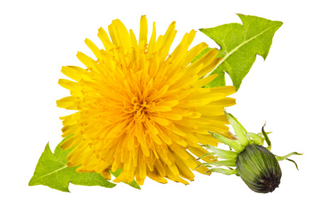 yellow dandelion with green leaves on a white backgroundの写真素材