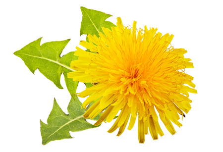 yellow dandelion with green leaves on a white backgroundの写真素材