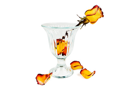 Glass vase with dry roses and petals fallen dry on a white backgroundの写真素材