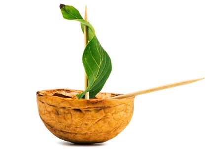 Ship made of walnut and the sail of the green leaf on a white backgroundの写真素材