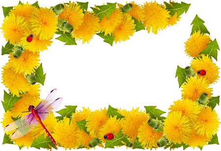 Frame of dandelions with dragonfly and ladybug on a white backgroundの写真素材
