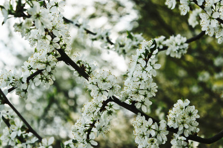 Spring, profusely blooming sprig of wild plumの写真素材