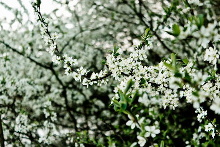 Spring, profusely blooming sprig of wild plumの写真素材
