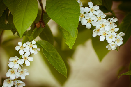 Leaves and scented flowers bird-cherry on blurred green backgroundの写真素材