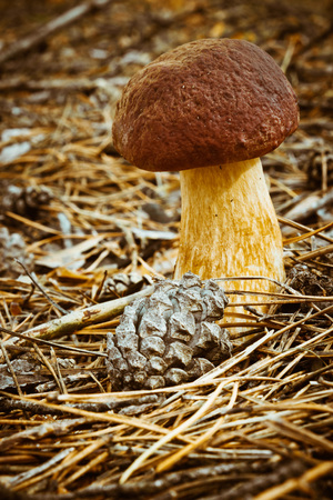 White mushrooms in the pine forest of fallen needles and conesの写真素材