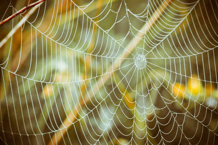 Spiderweb early in the morning on the grass with dew dropsの写真素材