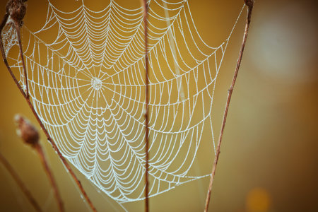 Spiderweb early in the morning on the grass with dew drops