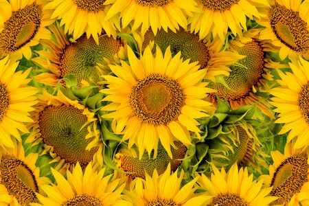 Flower sunflower on the background of a variety of green leavesの写真素材