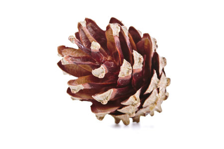 Dry disclosed pine cone on a white background
