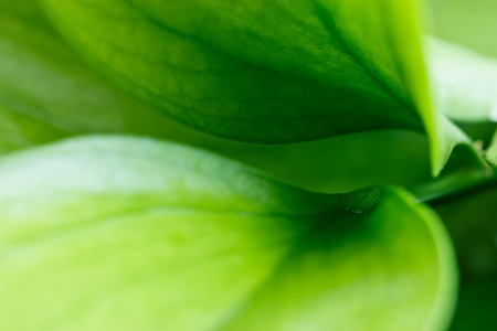 Green leaves of a plant with drops of water, close-upの写真素材