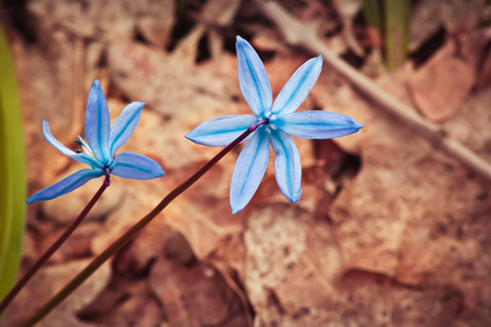 The first forest blue flowers in early springの写真素材