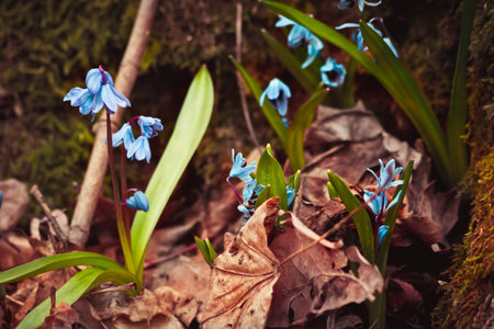 The first forest blue flowers in early spring