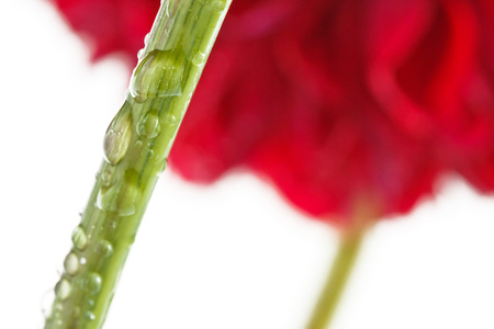 The stem of dahlia with water drops on a white backgroundの写真素材