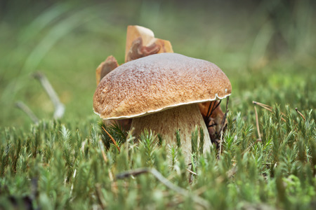Porcini in the morning in the forest grew in the mossの写真素材