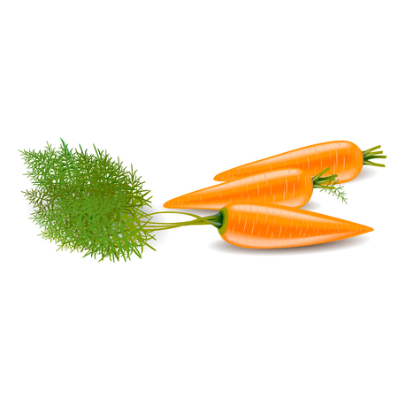Three carrots on a white background. Stems and leaves of carrotのイラスト素材