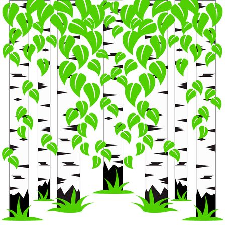 Stock Illustration Birch grove, birch trunks and leaves on a white backgroundのイラスト素材