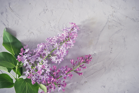 Twig of lilac with green leaves on gray concrete background top viewの写真素材