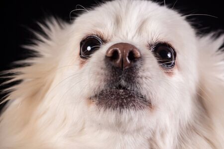 Small white dog funny german spitz white color closeup on a black backgroundの写真素材
