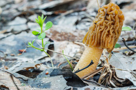Morel cap is the first spring edible gourmet mushroom with a wrinkled capの写真素材