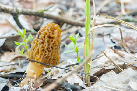 Morel cap is the first spring edible gourmet mushroom with a wrinkled capの写真素材