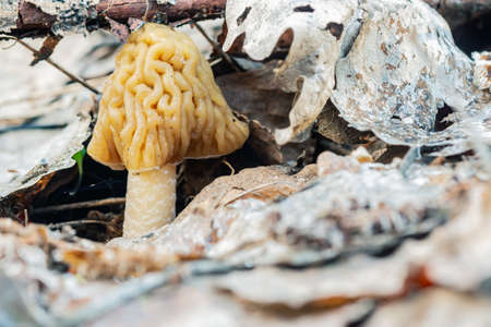 Morel cap is the first spring edible gourmet mushroom with a wrinkled capの写真素材