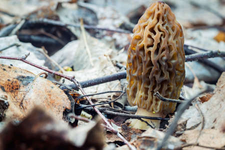 Morel is the first spring edible gourmet mushroom with a wrinkled capの写真素材