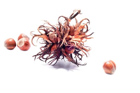 sweet hazelnut, hazelnut group, green healthy, omega3, nuts natural peeling freshness, nutcracker, isolated, protein portion nutty, background, hazelnuts, nutrition,の写真素材