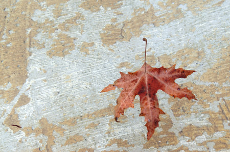 Single dark red leaf lying on old painted backgroundの写真素材