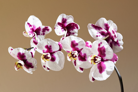 White red orchid branch on brown backgroundの写真素材