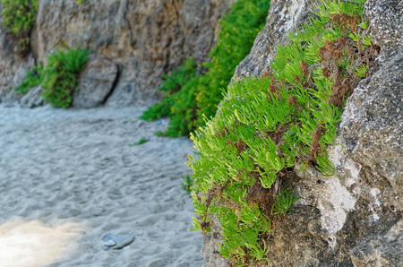 Overgrown rocks on the sandy beach. Riaci beach near Tropea, Italyの写真素材