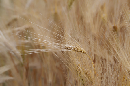 Close up shot of a single cereal plant against the plantationの写真素材