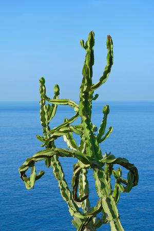 Twisted cactus branches against blue sea water and sky. Portuguese island of Madeiraの写真素材
