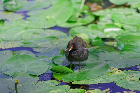 Gallinula Chloropus - common moorhen walking over the leaves of water lily. Photo was taken in 'Planten un Blomen' city garden in Hamburg, Germanyの写真素材