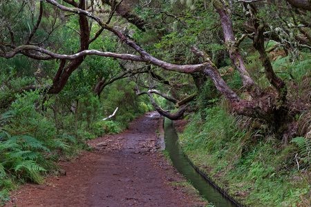 Tree branches above footpath and levada canal on Portuguese island of Madeiraの写真素材